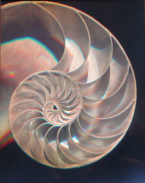 nautilus shell